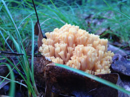 Ramaria aurea