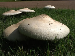 Lepiota procera4