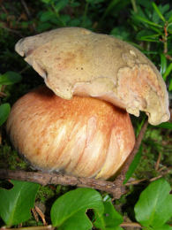 Boletus satanus Chloe Douglas