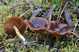 Cortinarius cinnamomeus