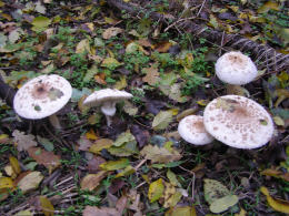 Lepiota procera4