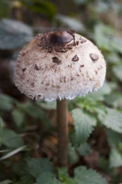 Lepiota procera4