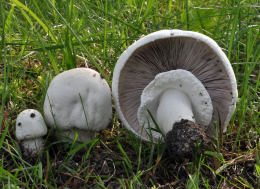 Agaricus arvensis7.jpg