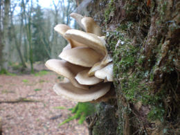 Pleurotus ostreatus 005