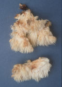 Hericium coralloides Mushroom