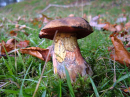 Boletus erythropusF