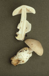 Amanita vaginata var alba014 Mushroom