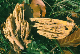 Ramaria stricta3