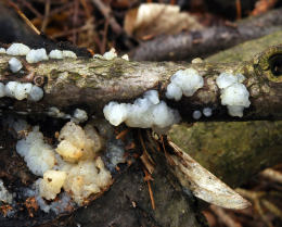 Exidia thurentiana 2 Mushroom