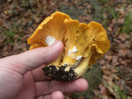 Cantharellus cibarius 13