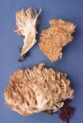 Ramaria strasseri Mushroom