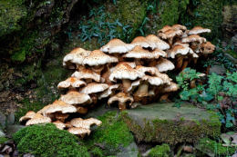 Pholiota squarrosa  001