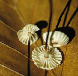 Marasmius rotula3