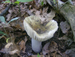 Russula aeruginea4