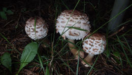 Macrolepiota rhacodes