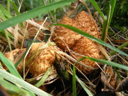 Pholiota squarrosa  001