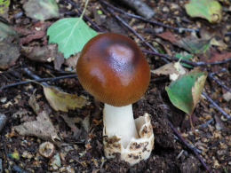 Amanita fulva 8