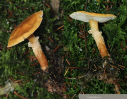 Cystoderma amianthinum 2