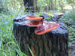 Fistulina hepatica