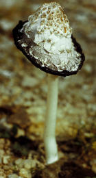 Coprinus comatusF2