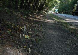 Coprinus comatusF2