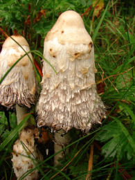 Coprinus comatusF2