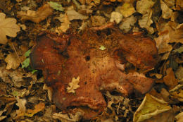 Fistulina hepatica