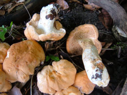 Hydnum repandum var rufescens