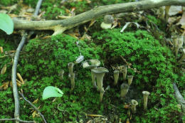 Craterellus cornicupoides 7