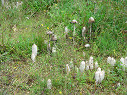 Coprinus comatusF2