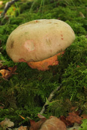 Boletus satanus Chloe Douglas