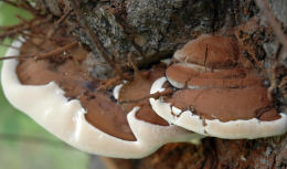 Ganoderma adspersum2