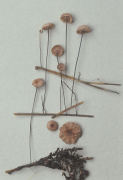 Marasmius androsaceus Mushroom