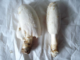 Coprinus comatusF2