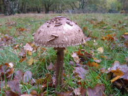 Macrolepiota rhacodes