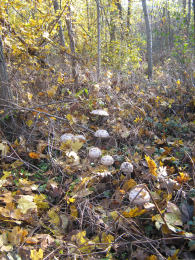 Macrolepiota rhacodes