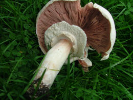 Agaricus arvensis7.jpg