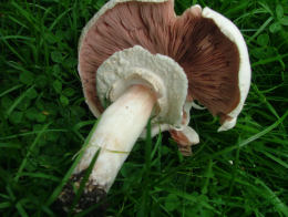 Agaricus arvensis7.jpg