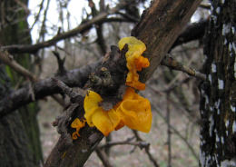 Tremella mesenterica