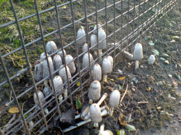 Coprinus comatusF2