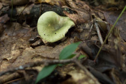 Russula aeruginea4