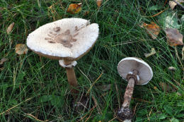 Macrolepiota konradii