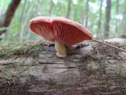 Rhodotus palmatus