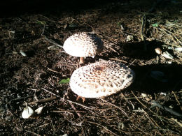 Macrolepiota rhacodes