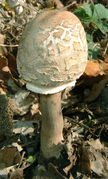 Lepiota procera4