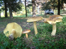 Tricholoma flavovirens2