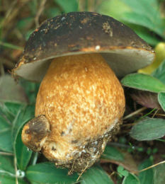 Boletus aereus 001