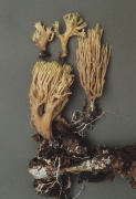 Ramaria stricta2 Mushroom