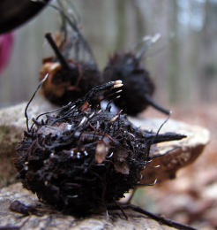 Xylaria carpophila