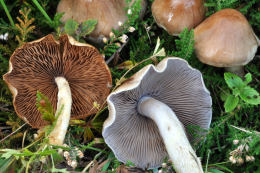 Cortinarius anomolus lepidopus